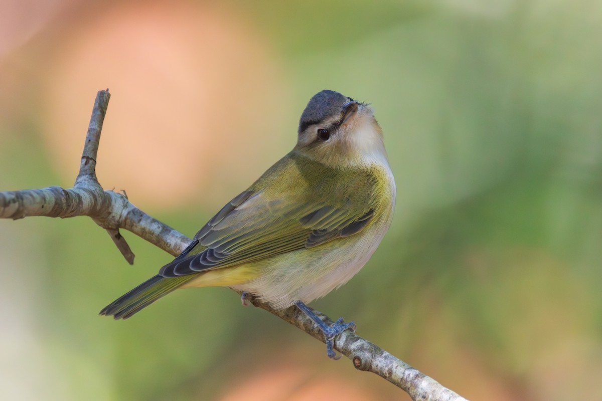 Vireo occhirossi - ML642379139