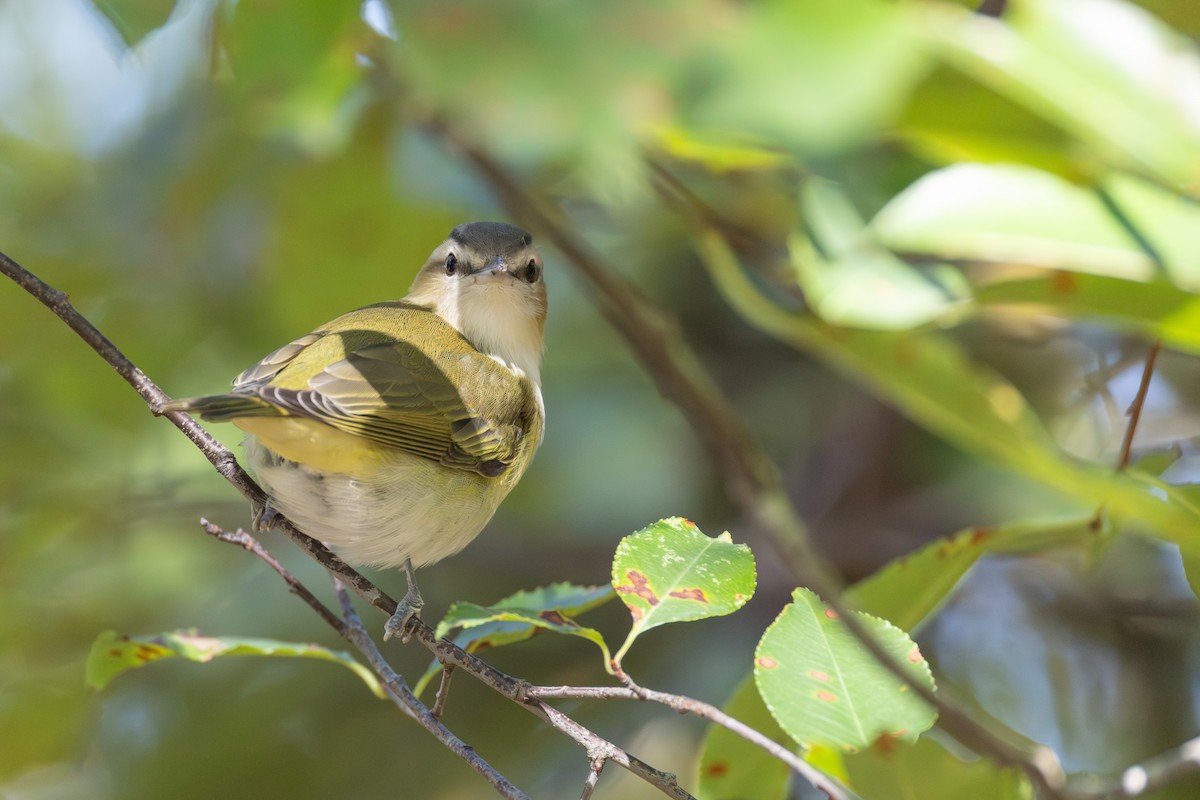 Vireo occhirossi - ML642379140