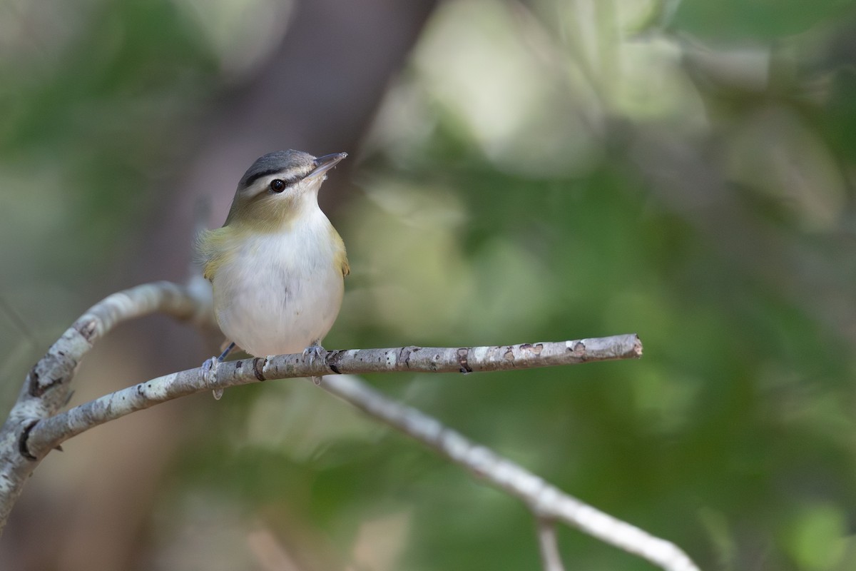 Vireo occhirossi - ML642379141