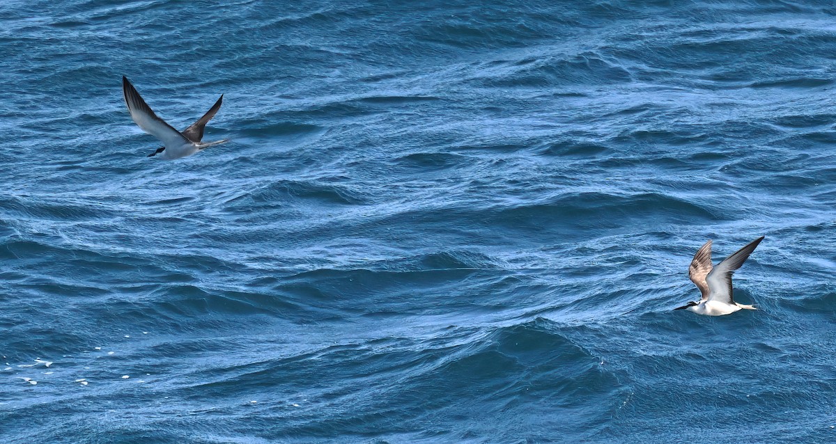 Bridled Tern - ML642379144