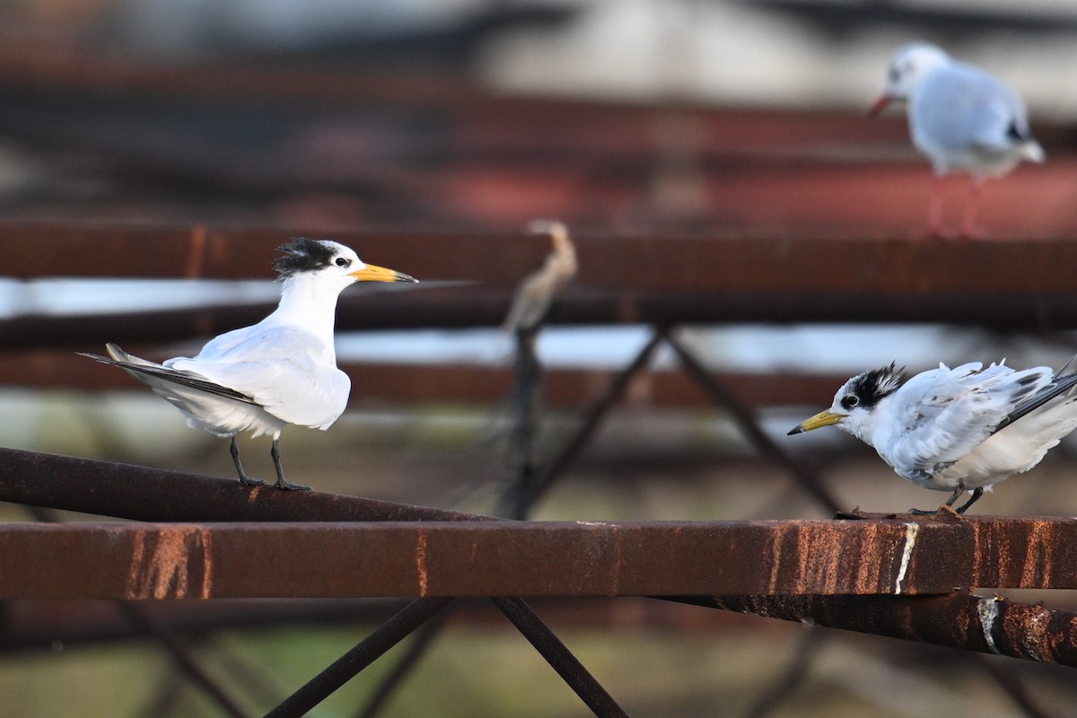 Chinese Crested Tern - ML642379163