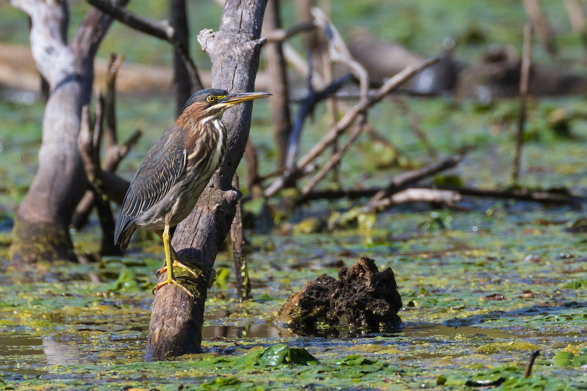 Green Heron - ML642379189