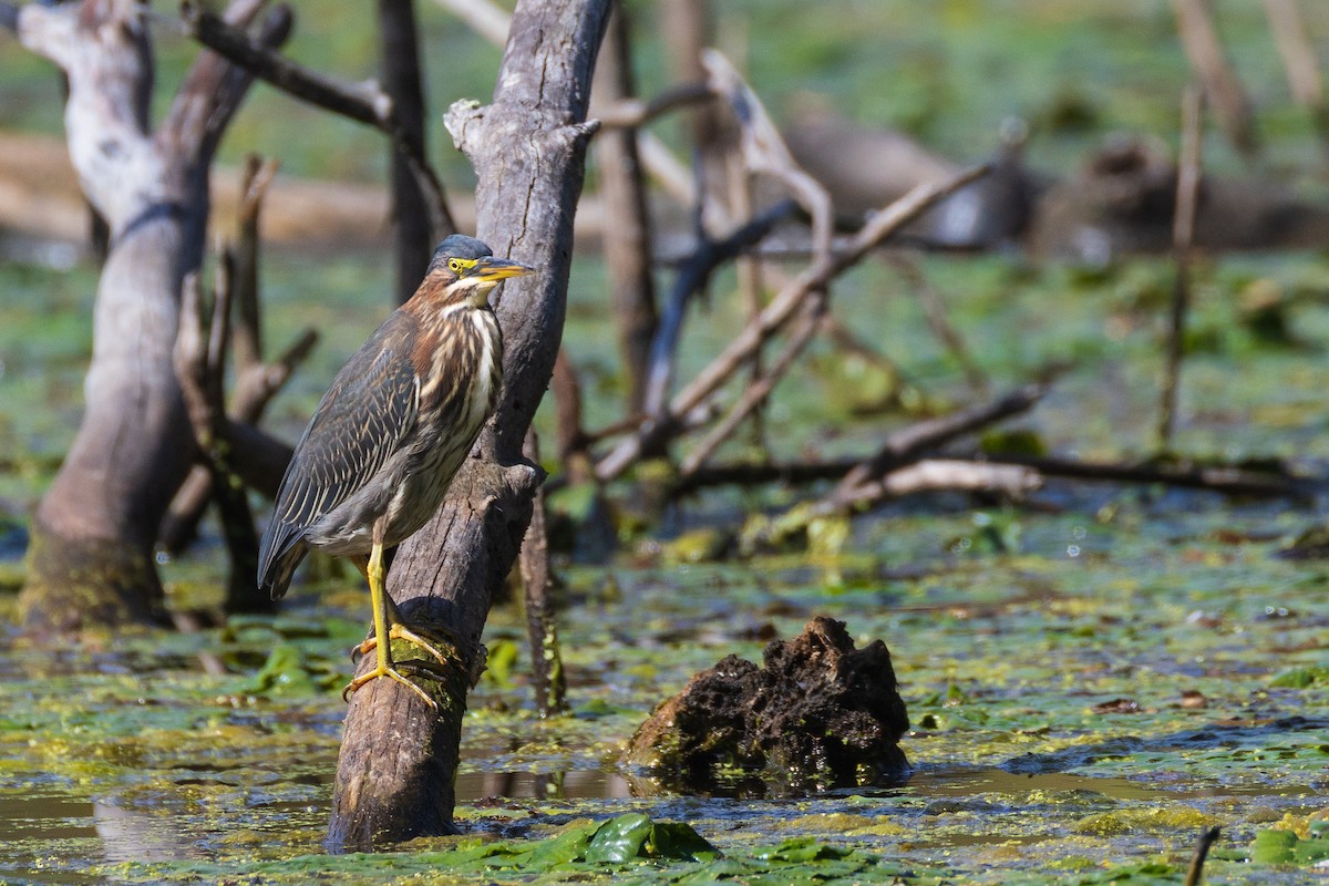 Green Heron - ML642379190