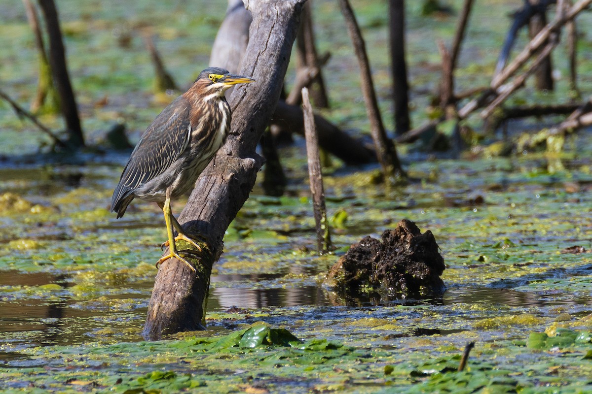 Green Heron - ML642379191