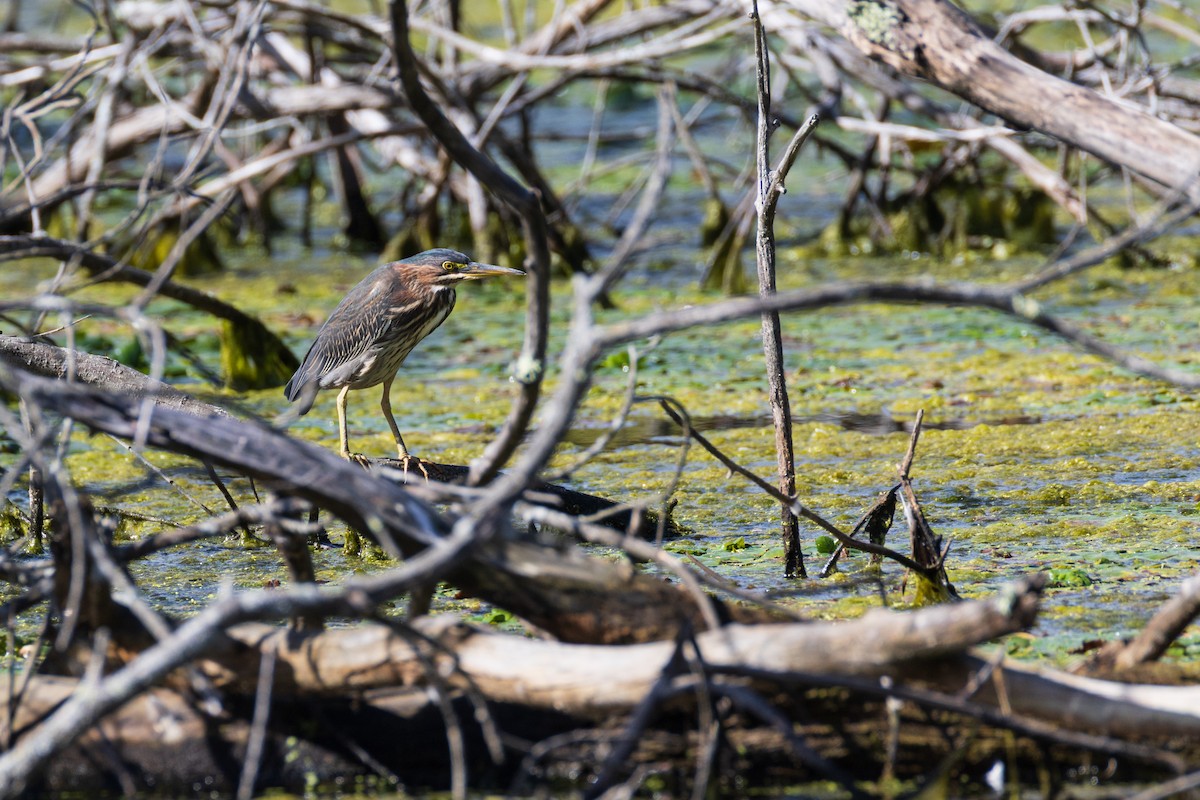 Green Heron - ML642379192