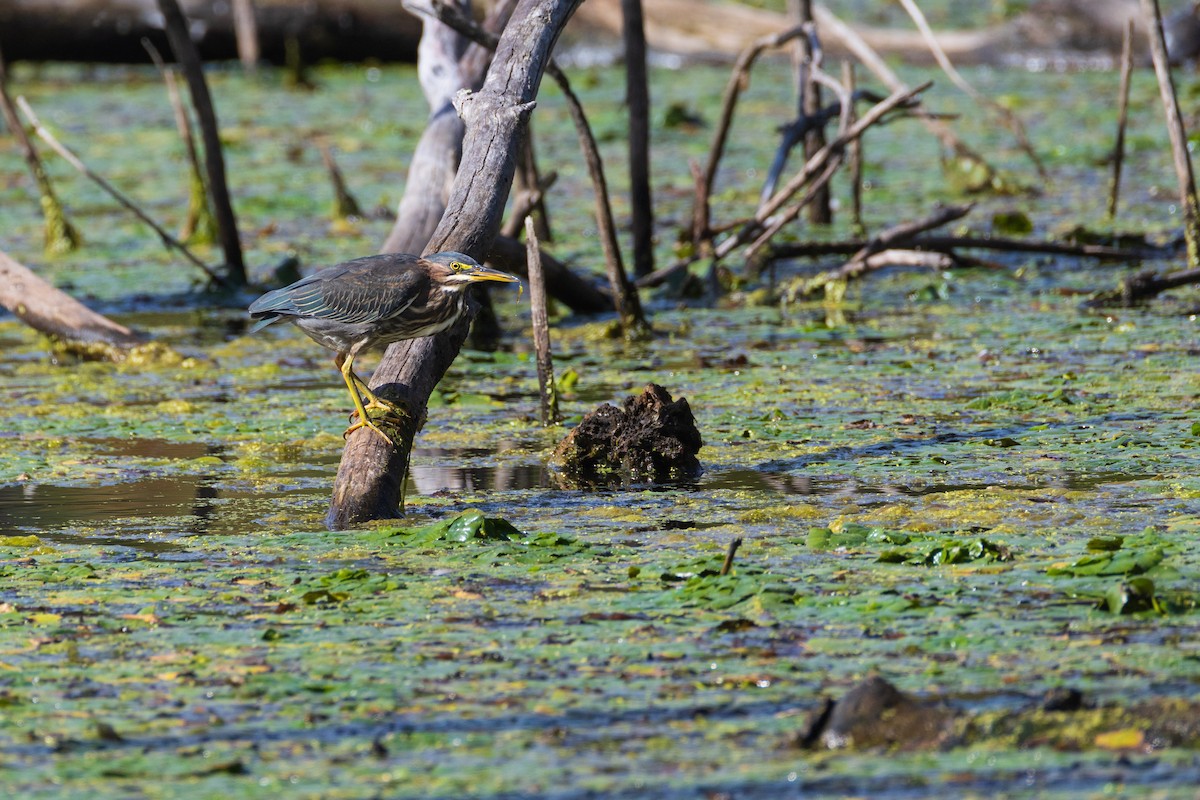 Green Heron - ML642379193