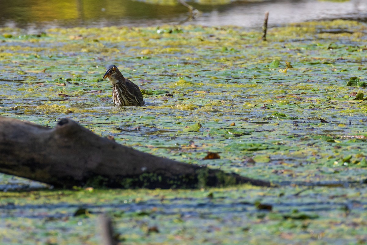 Green Heron - ML642379194