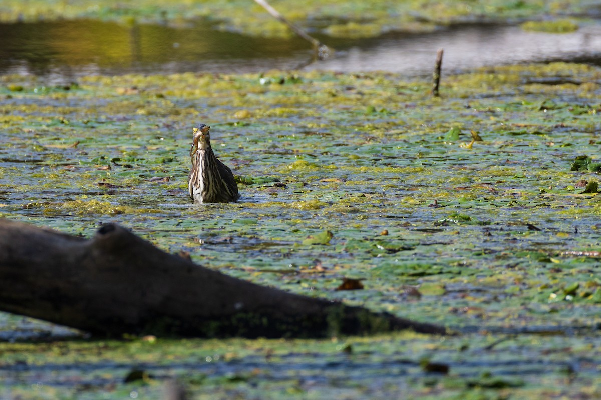 Green Heron - ML642379195