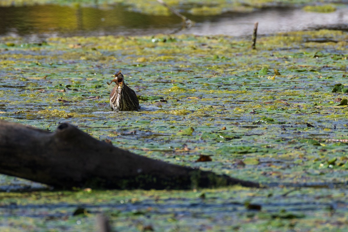 Green Heron - ML642379197