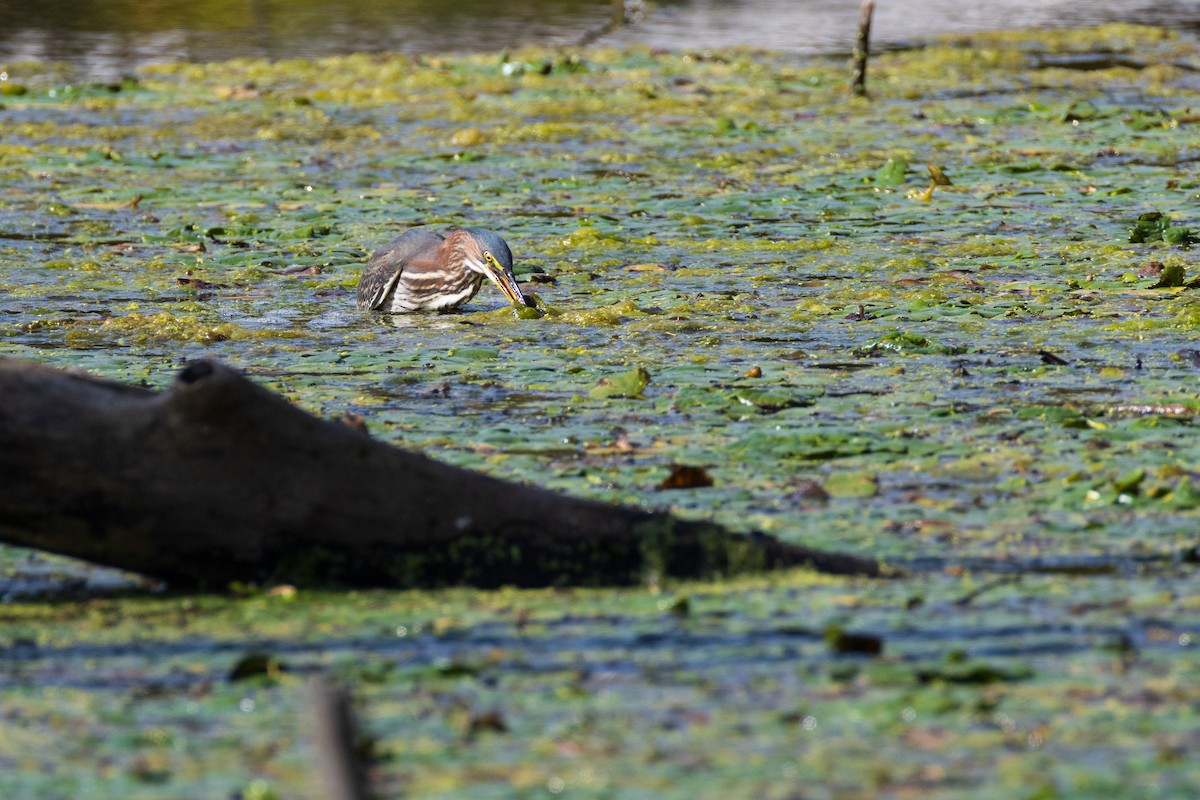 Green Heron - ML642379198