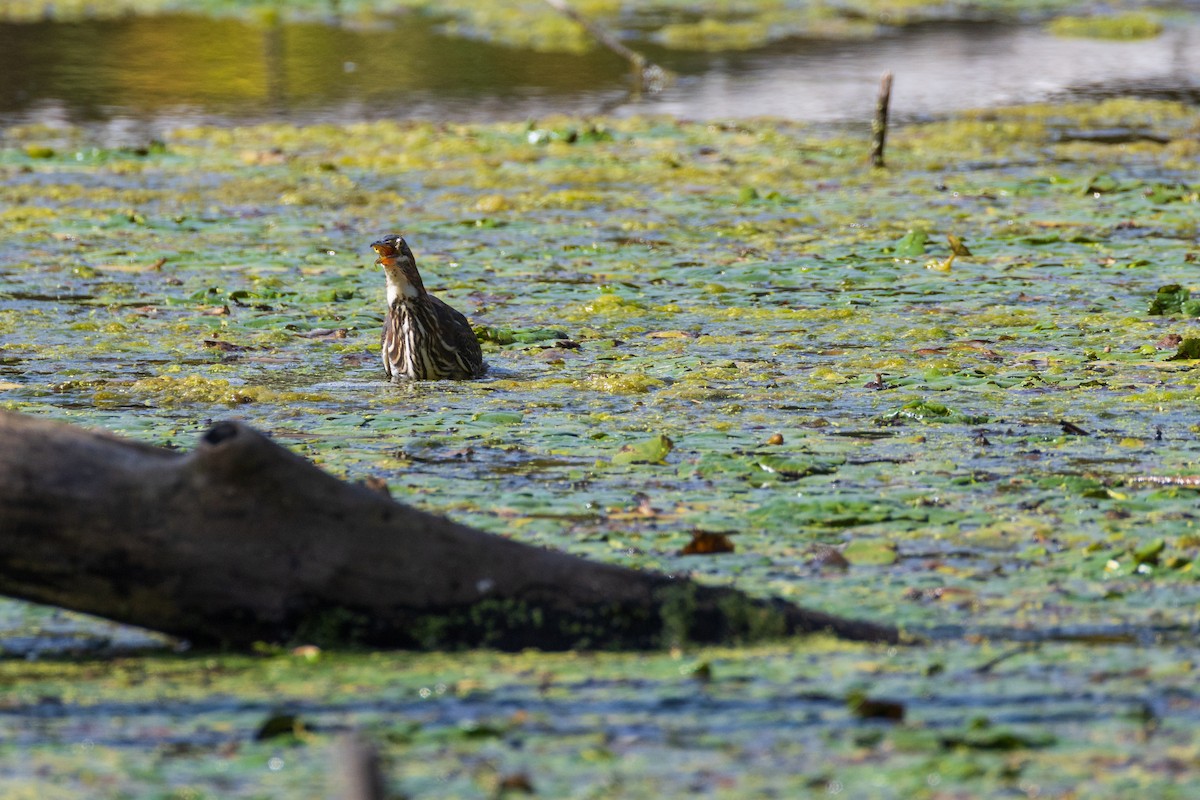 Green Heron - ML642379199