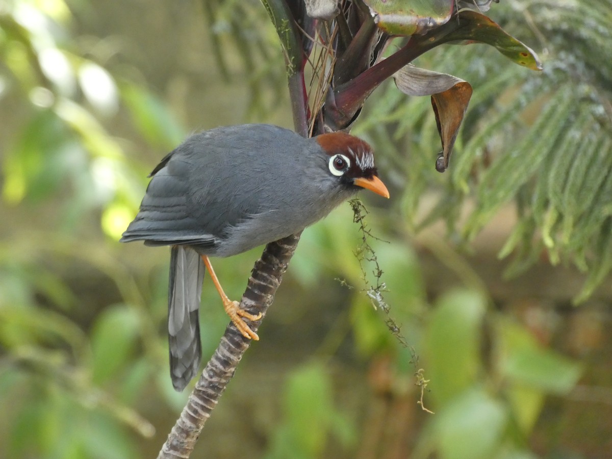 Chestnut-capped Laughingthrush - ML642379204