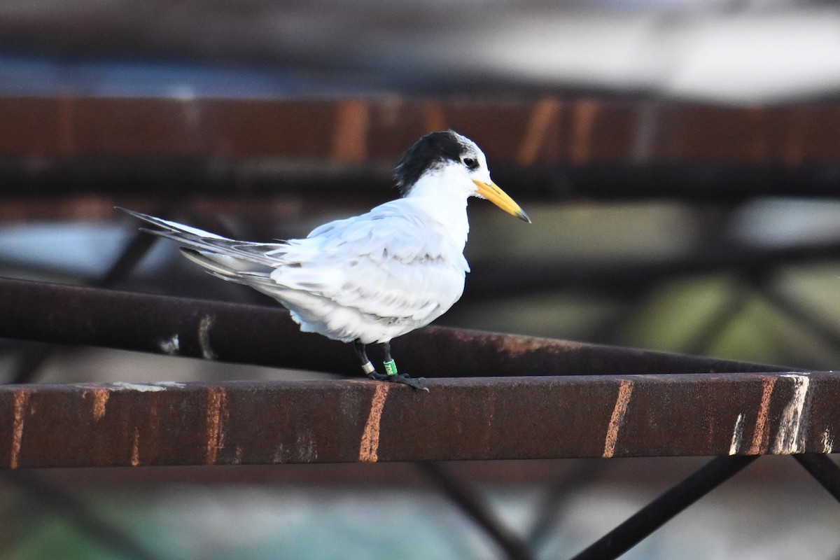 Chinese Crested Tern - ML642379213