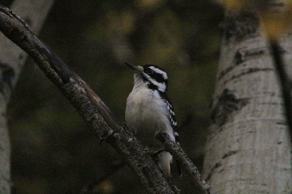 Hairy Woodpecker - ML642379217