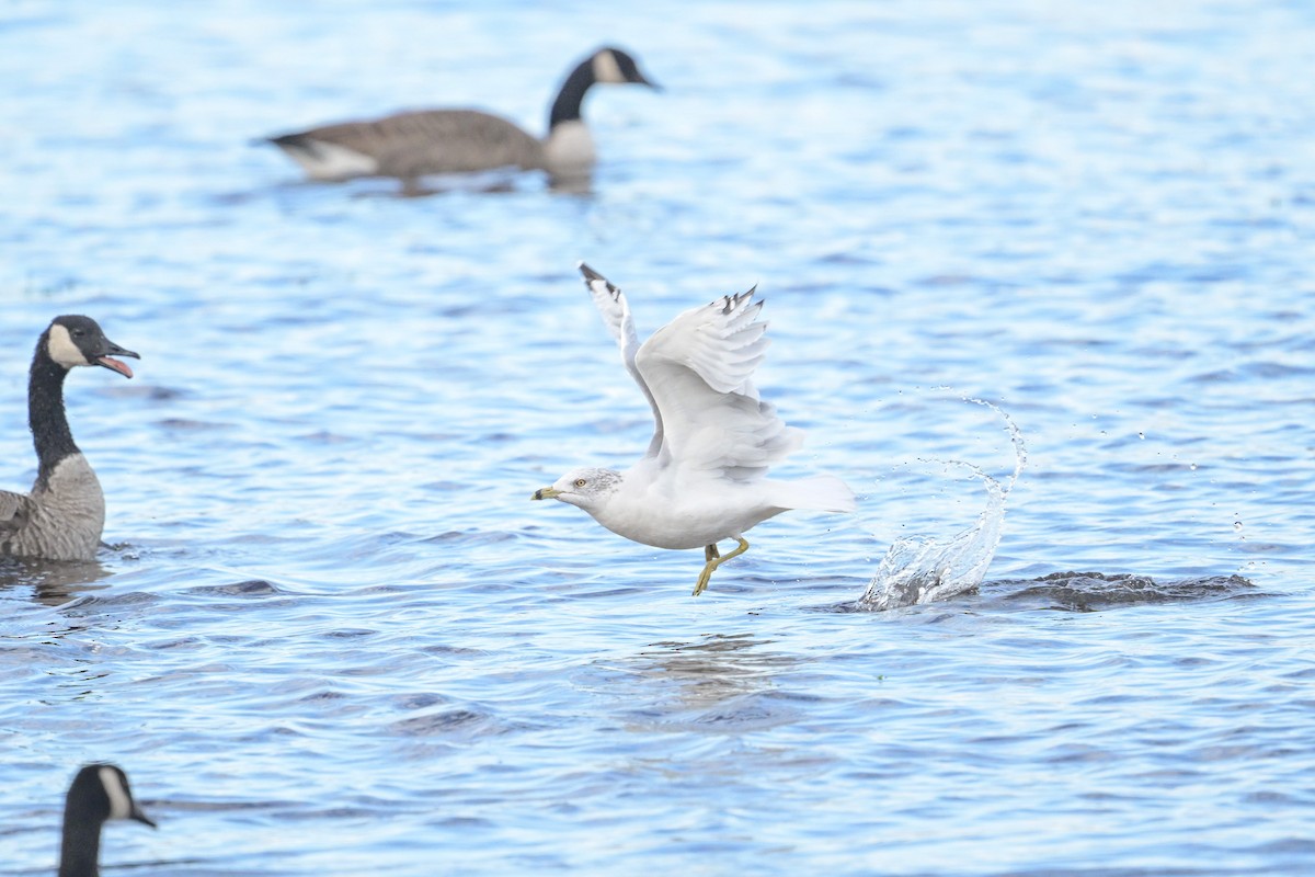 Ring-billed Gull - ML642379222