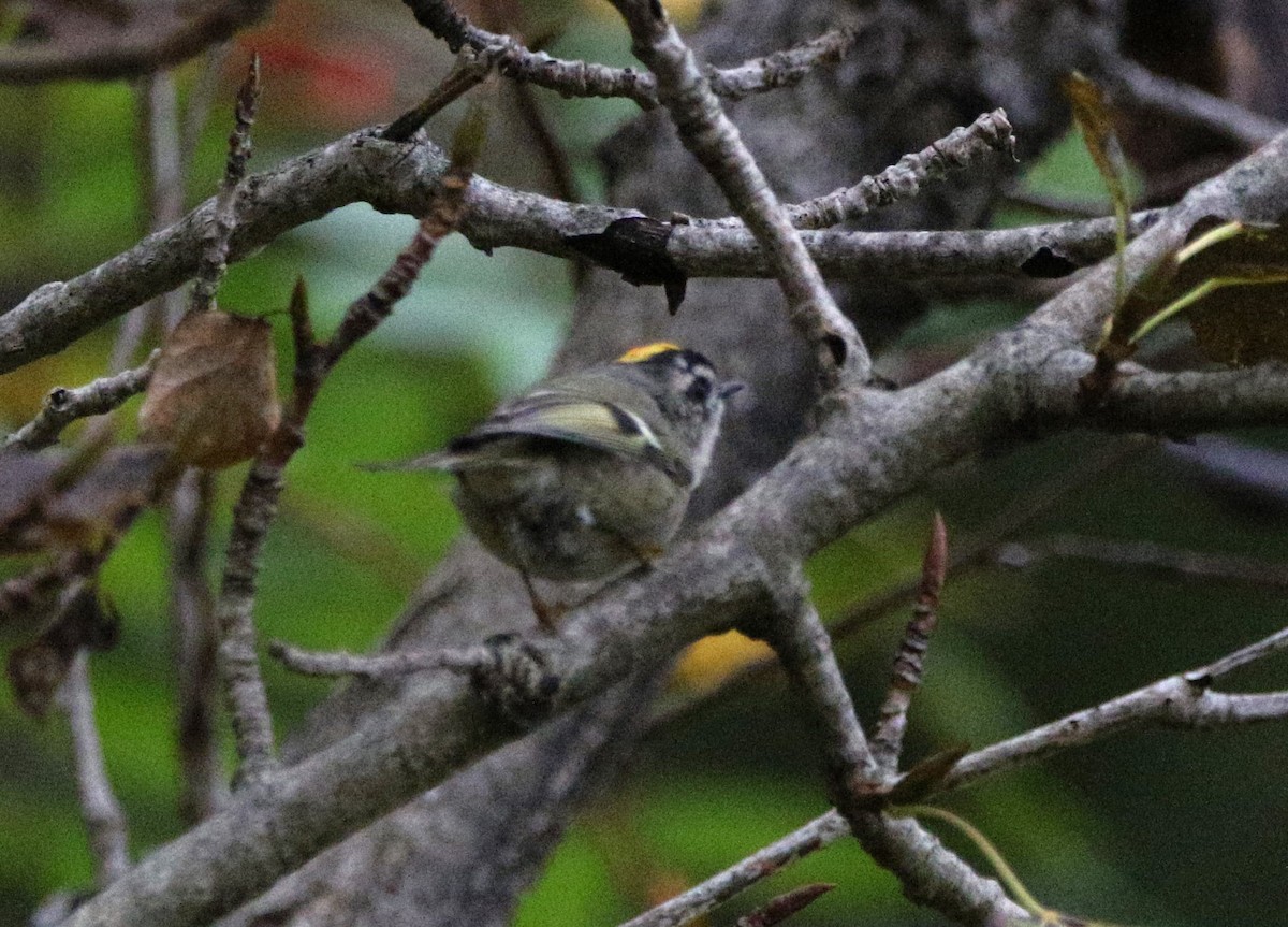 Golden-crowned Kinglet - ML642379223