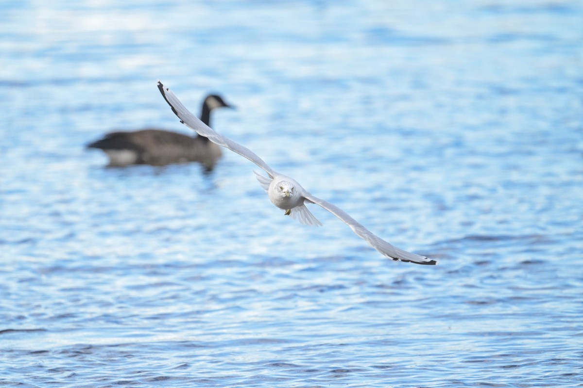 Ring-billed Gull - ML642379224