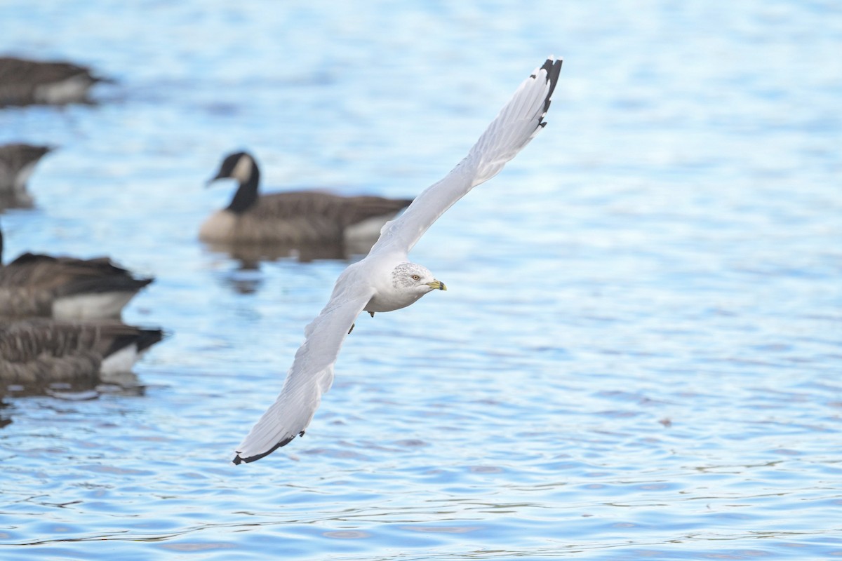 Ring-billed Gull - ML642379225