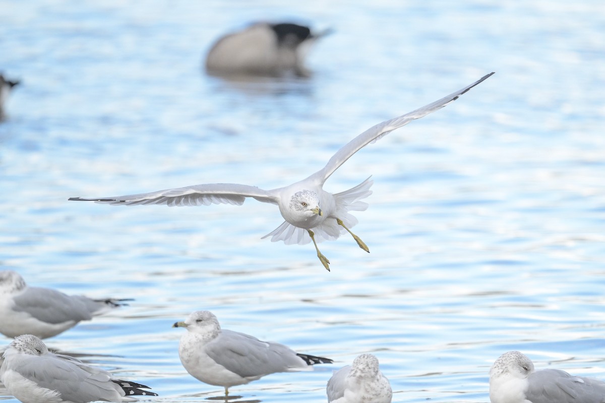 Ring-billed Gull - ML642379230