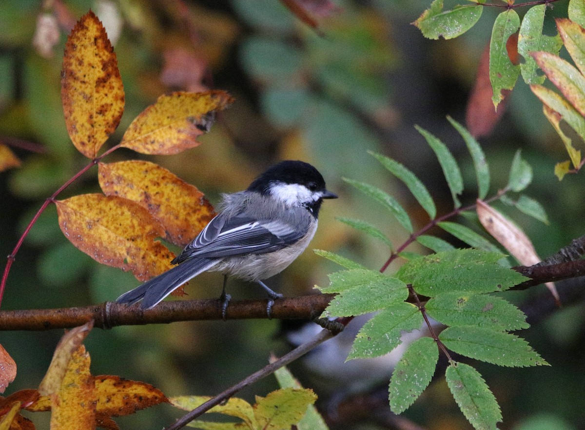Black-capped Chickadee - ML642379231