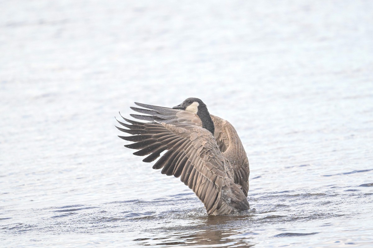 Canada Goose - ML642379233