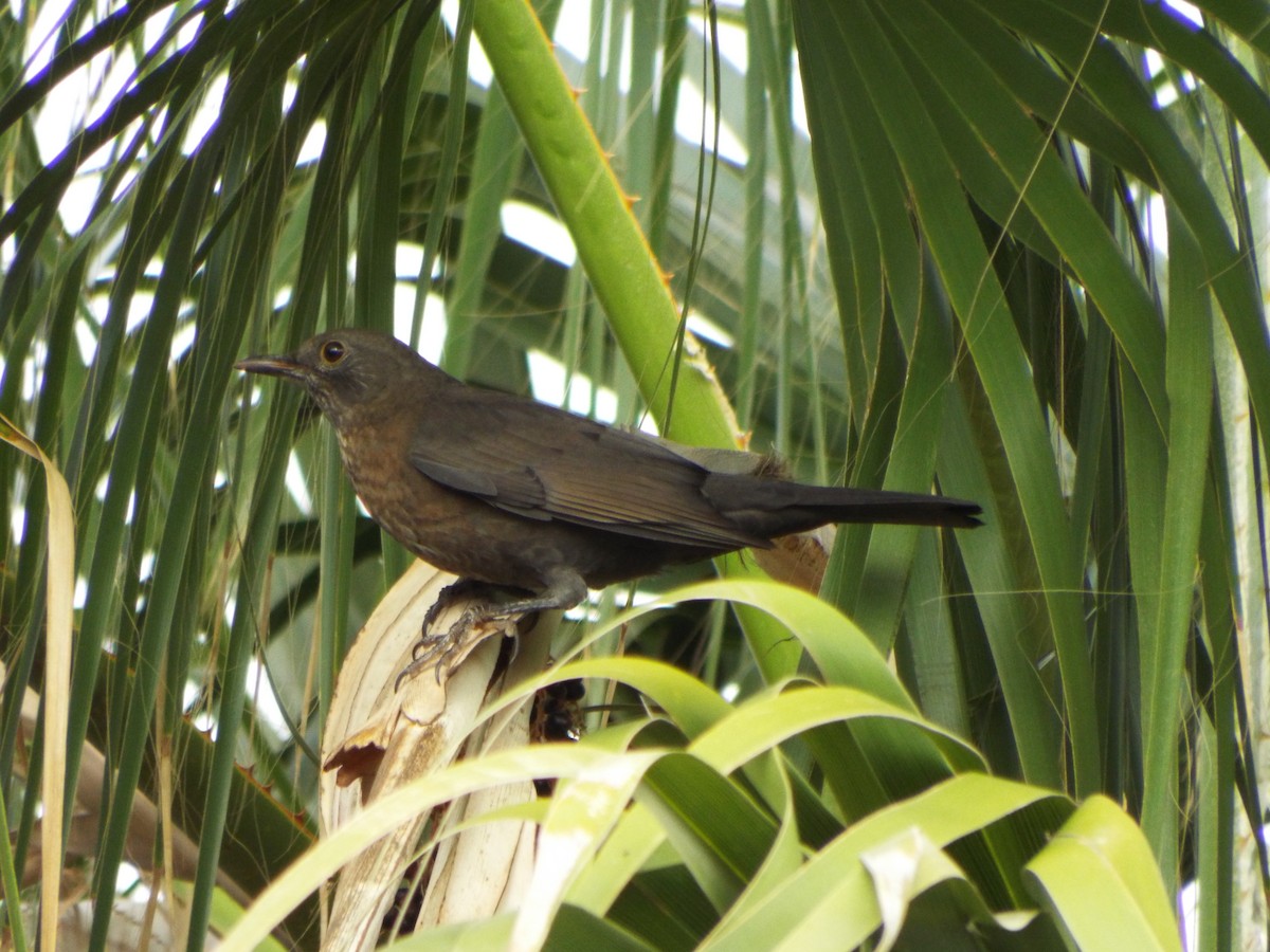 Eurasian Blackbird - ML642379234