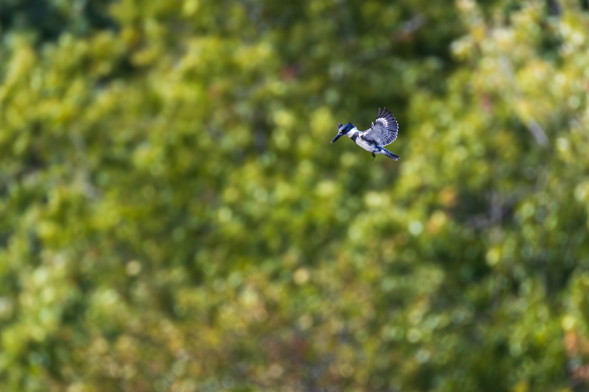 Belted Kingfisher - ML642379237