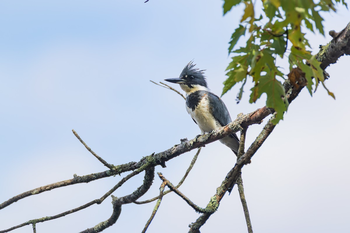 Belted Kingfisher - ML642379238