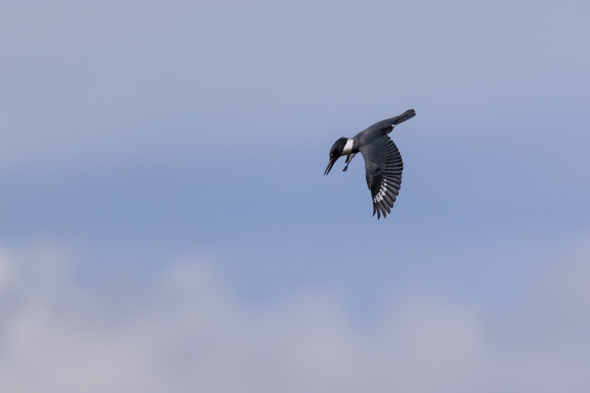 Belted Kingfisher - ML642379240