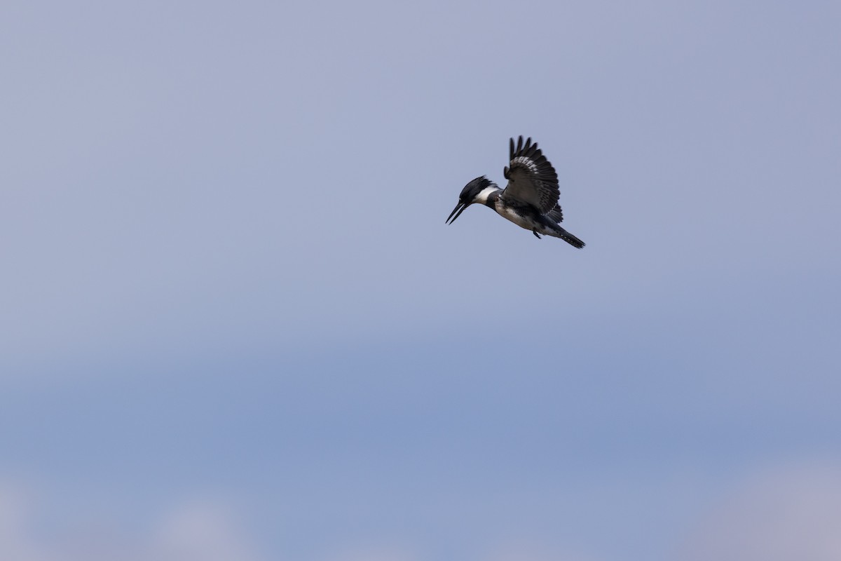 Belted Kingfisher - ML642379241