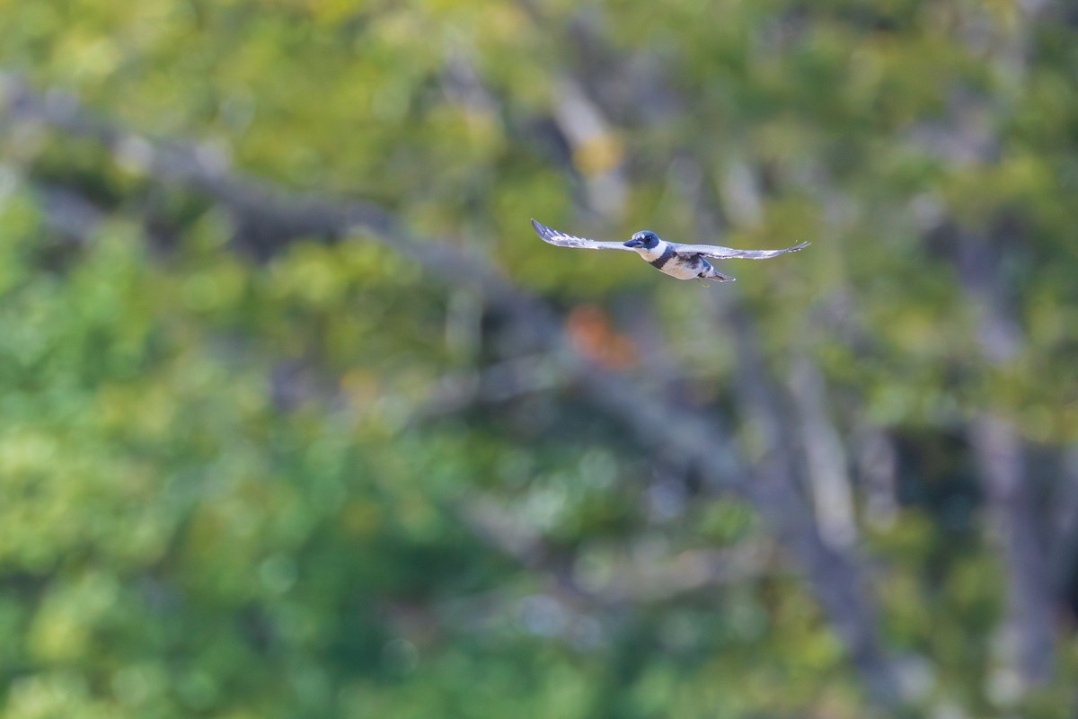 Belted Kingfisher - ML642379242