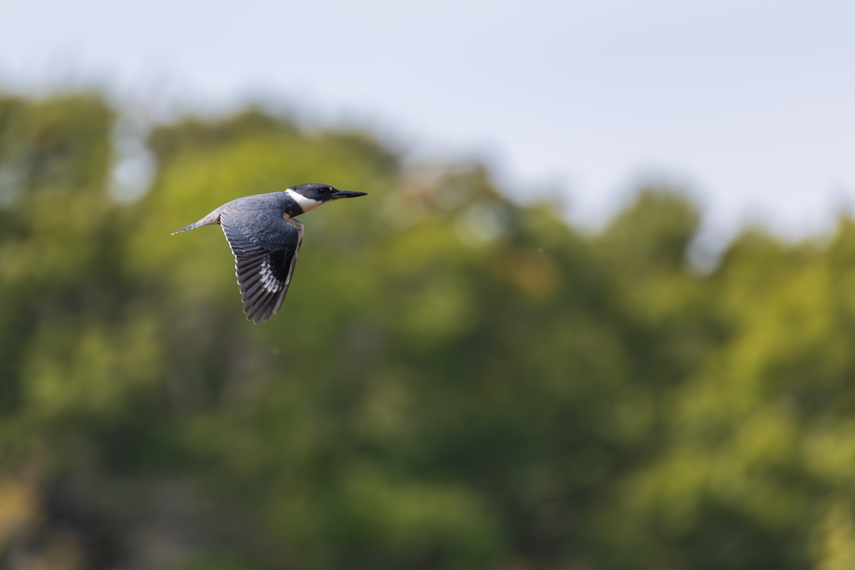 Belted Kingfisher - ML642379243