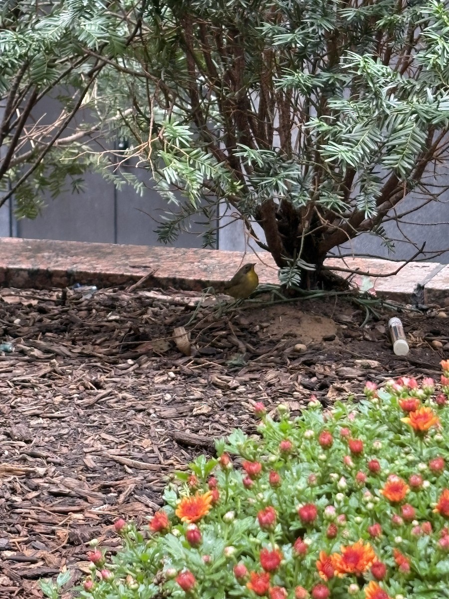 Common Yellowthroat - ML642379246