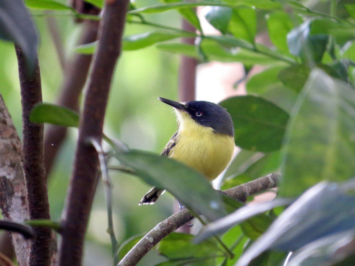 Common Tody-Flycatcher - ML642379249