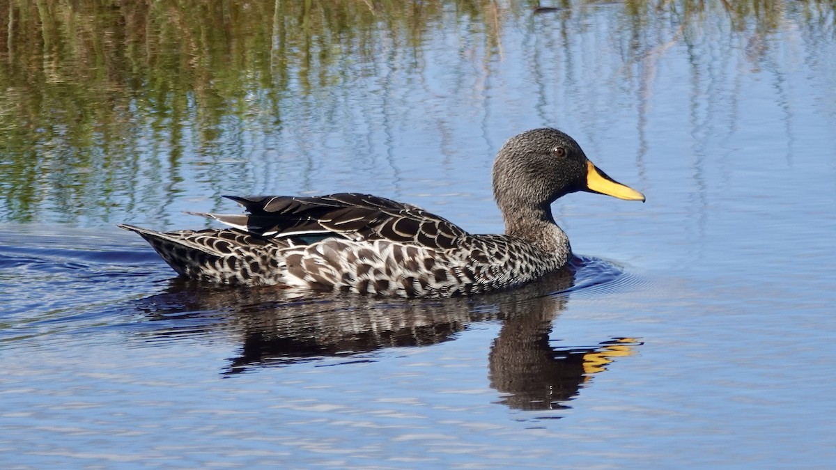 Yellow-billed Duck - ML642379251