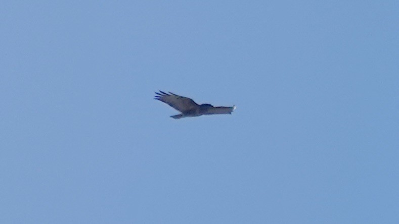 Elgin Buzzard (undescribed form) - ML642379265