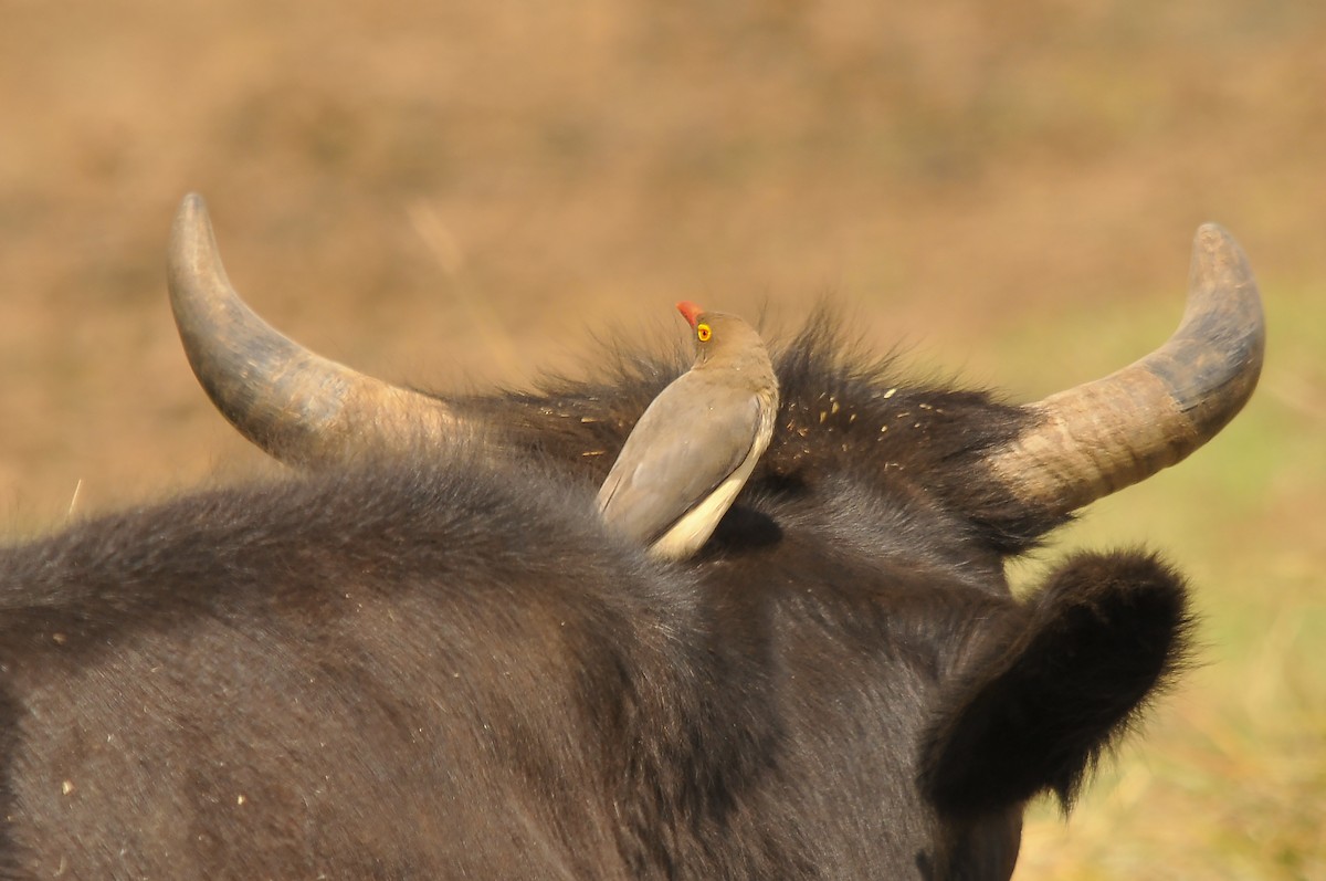 Red-billed Oxpecker - ML642379278