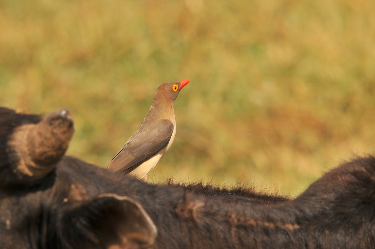 Red-billed Oxpecker - ML642379279