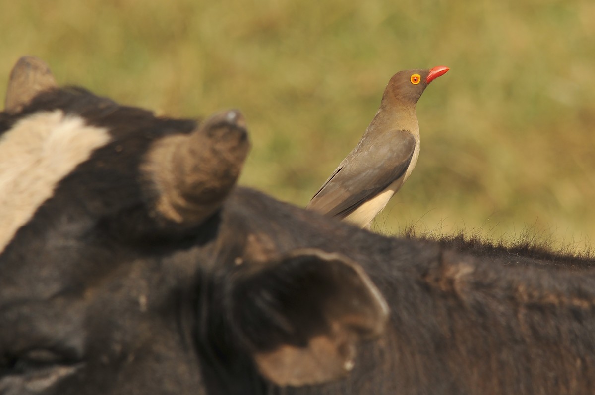Red-billed Oxpecker - ML642379280