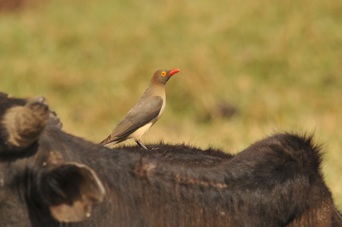 Red-billed Oxpecker - ML642379281