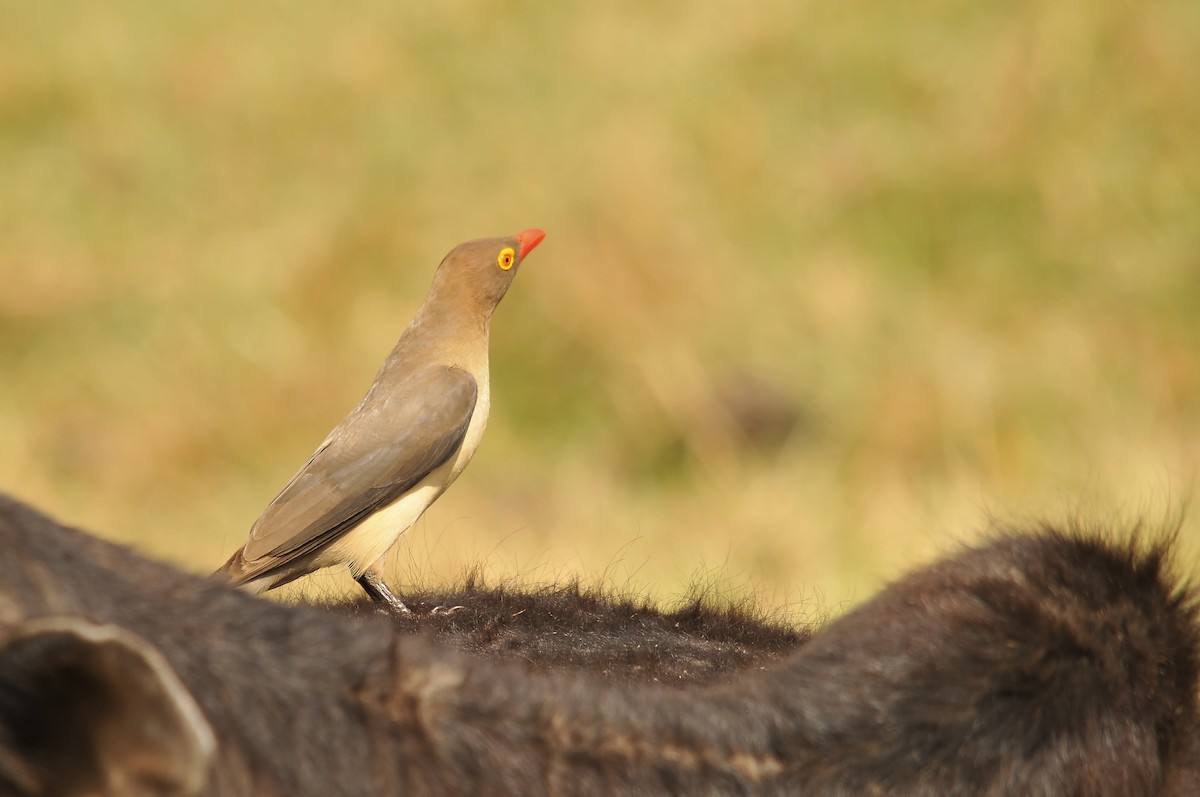 Red-billed Oxpecker - ML642379282