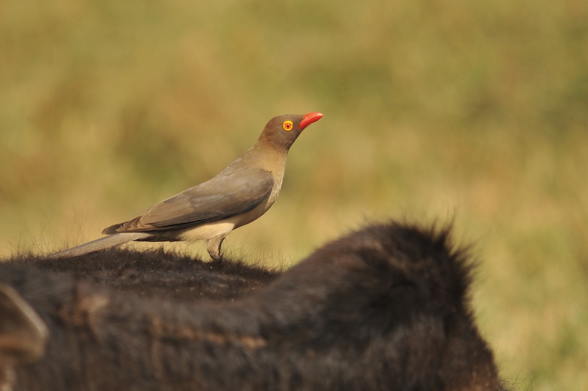 Red-billed Oxpecker - ML642379283