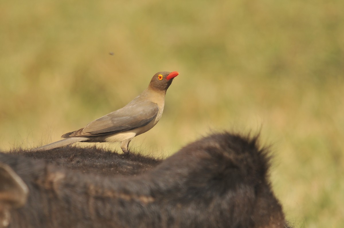 Red-billed Oxpecker - ML642379284