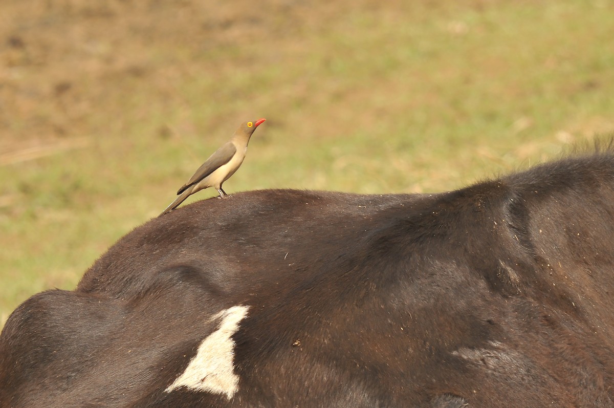 Red-billed Oxpecker - ML642379285