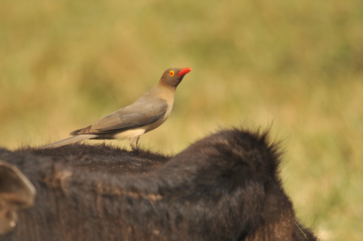 Red-billed Oxpecker - ML642379286