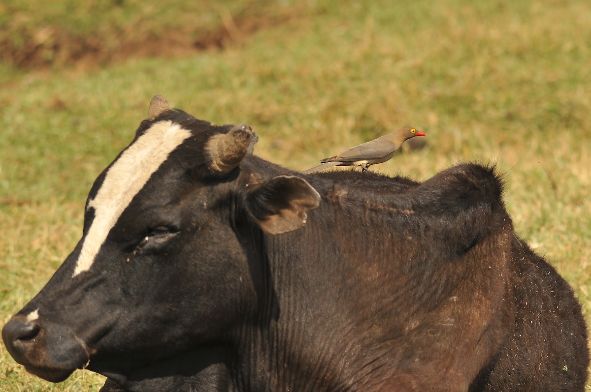 Red-billed Oxpecker - ML642379287