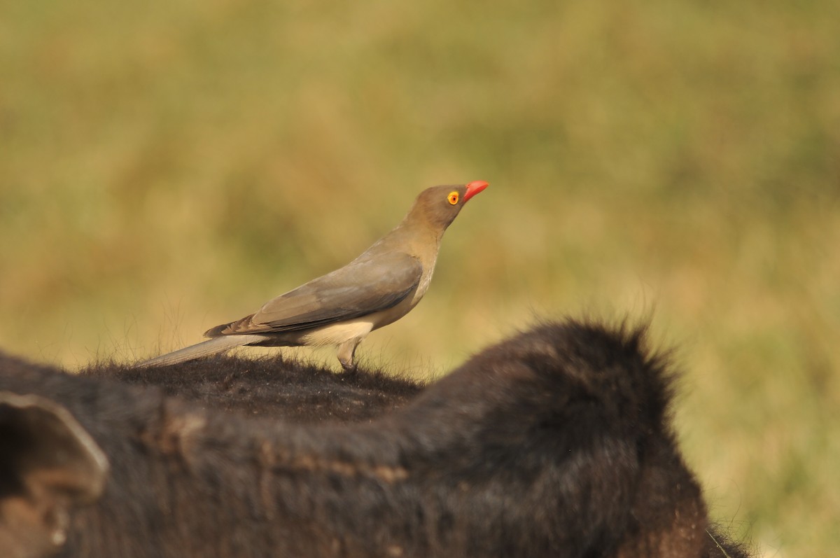 Red-billed Oxpecker - ML642379288