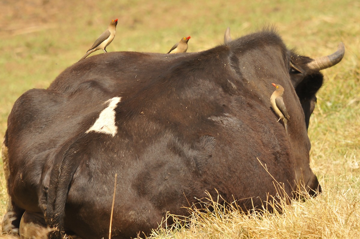 Red-billed Oxpecker - ML642379289