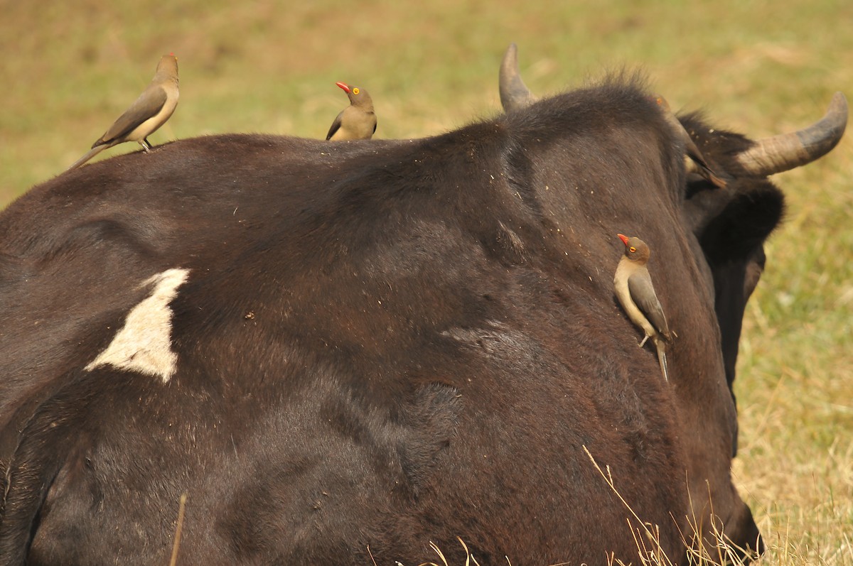 Red-billed Oxpecker - ML642379290