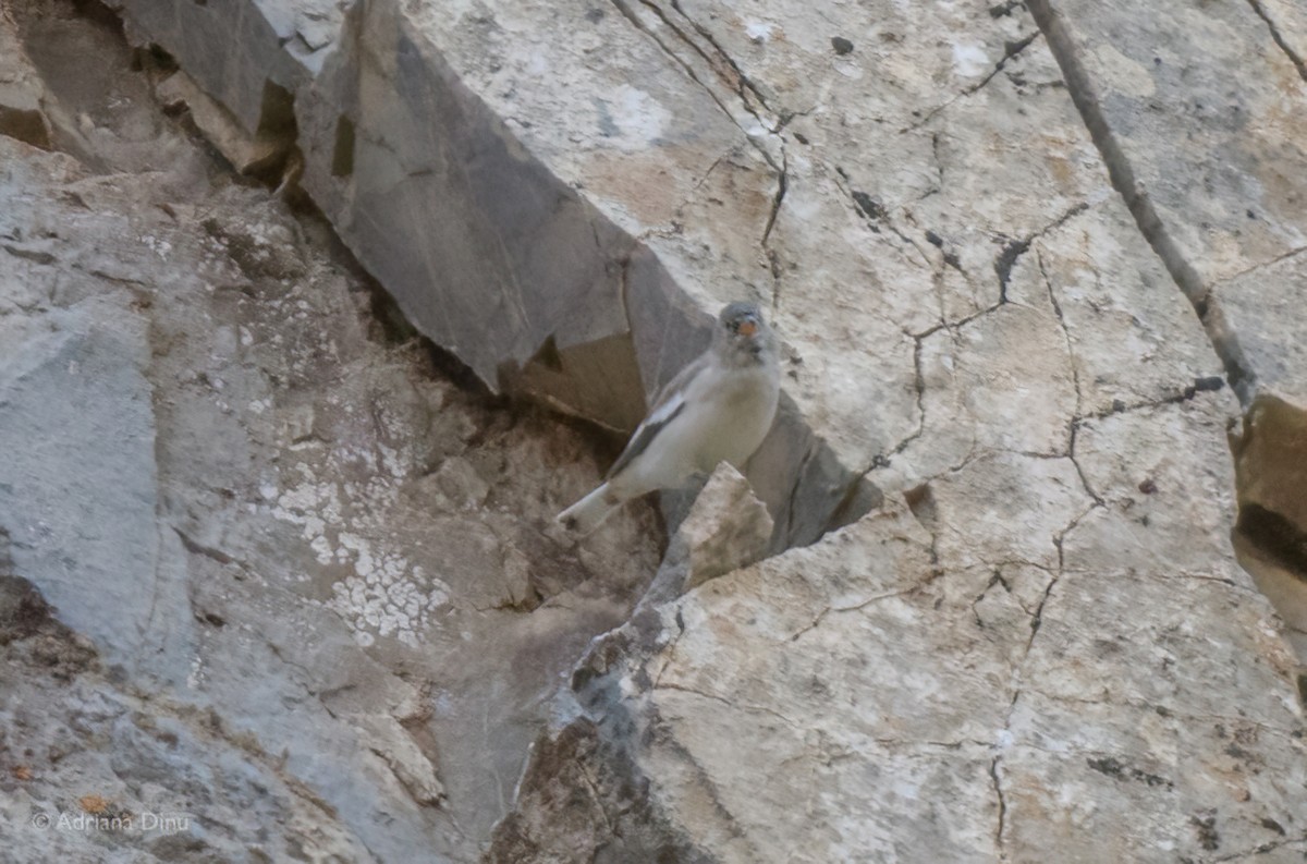 White-winged Snowfinch - ML642379317